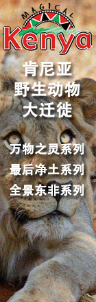 万物之灵 最后净土，肯尼亚、坦桑尼亚深度之旅