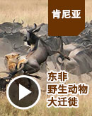 东非野生动物大迁徙